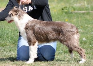 Border Collie Appearance: Coat, Colors & Ears - Showsight