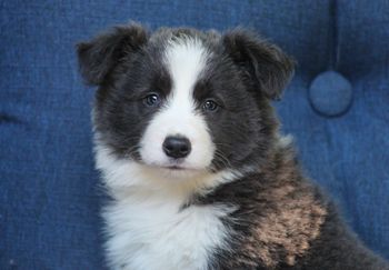Puppy 4: Kaya owned by Kathy in South Carolina
