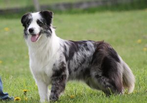 Border Collie Appearance: Coat, Colors & Ears - Showsight