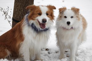 Border Collie Appearance: Coat, Colors & Ears - Showsight