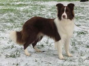 Border Collie Appearance: Coat, Colors & Ears - Showsight