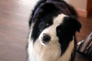 Border Collie Appearance: Coat, Colors & Ears - Showsight