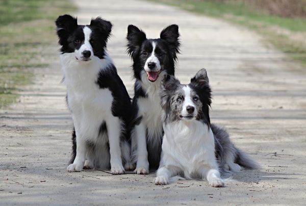 Border Collie Rescue Dogs for Adoption near Louisville, Kentucky, PetCurious