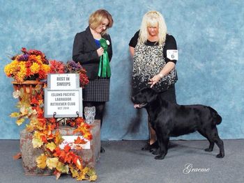 ~ BEST IN SWEEPSTAKES ~  DOLCE VITA'S CHICKS DIG ME - BREEDER/OWNER - SONYA DUDDER - DOLCE VITA LABRADORS - CONGRATULATIONS FROM IPLRC!
