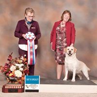 BEST IN SPECIALTY  BISS MBISSweeps GCH Sweetwater Amber Haze O'er Tchesinkut (Hazel)  IPLRC Specialty Show Saturday, October 6th, 2018 Chilliwack, BC  Owners - Candice Little ( Tchesinkut Labrador Retrievers) Robin McBain ( Sweetwater Labradors)  Judge - Mrs Denise Branch (Bluesouth Labradors)  Congratulations!
