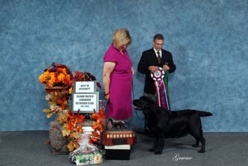 ~ BEST IN SPECIALTY SHOW ~ BEST GUN DOG - MBISS Am/Can CH JANDOR MEADOWMIST JH WC - BREEDER/OWNER - JANET HEALY- JANDOR LABRADORS - CONGRATULATIONS FROM IPLRC!
