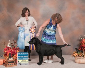 Best Puppy, Best of Winners, Sunnydaze Vegas Long Shot
