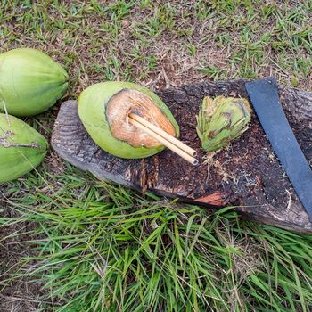 Coconut
