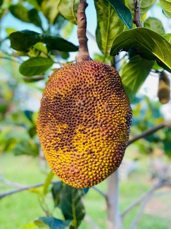 Jackfruit
