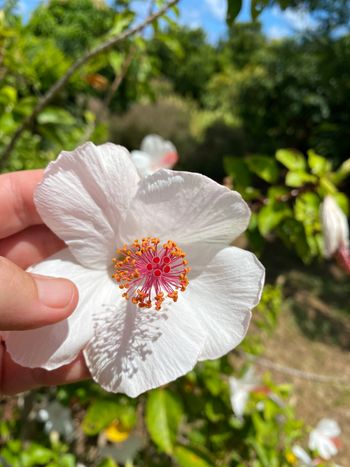 White Hawaiian hibiscus

