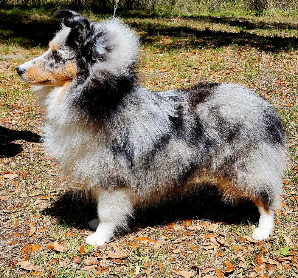 Shield Crest Sheltie