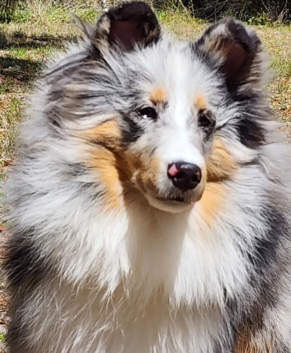 Shield Crest Sheltie