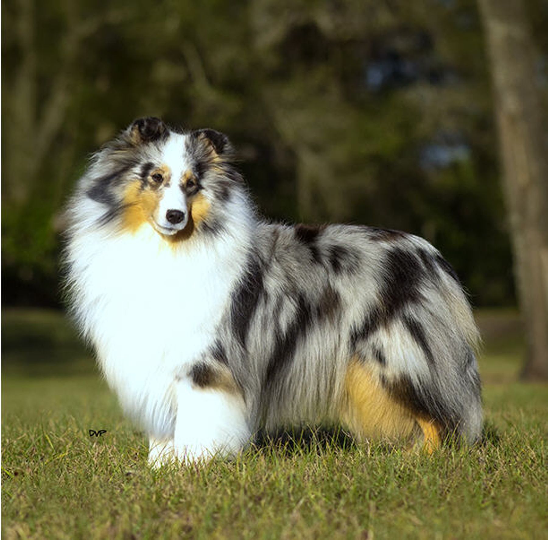 Yankee Shelties - Breeding Quality Shetland Sheepdogs