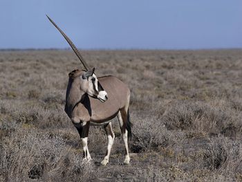 The oryx can appear to have one horn...it actually has two.
