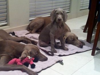 Maddi, Lulu & Oska (Lulu only 9 weeks old)
