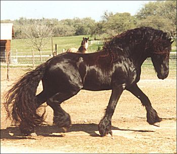 majestic friesian
