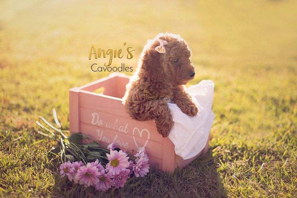 This is our absolutely stunning girl Sailor, she is a first generation cavoodle, 