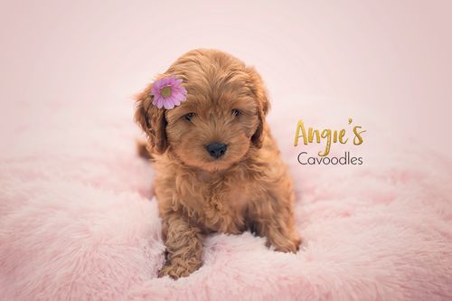 Cavoodle breeding information, Cavoodle crossbreeds, Cavoodle intelligence , Cavoodles for sale, Cavoodle breeders, Cavoodle puppies