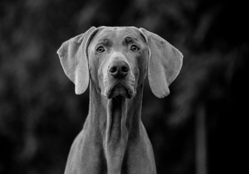 Breica weimaraners clearance