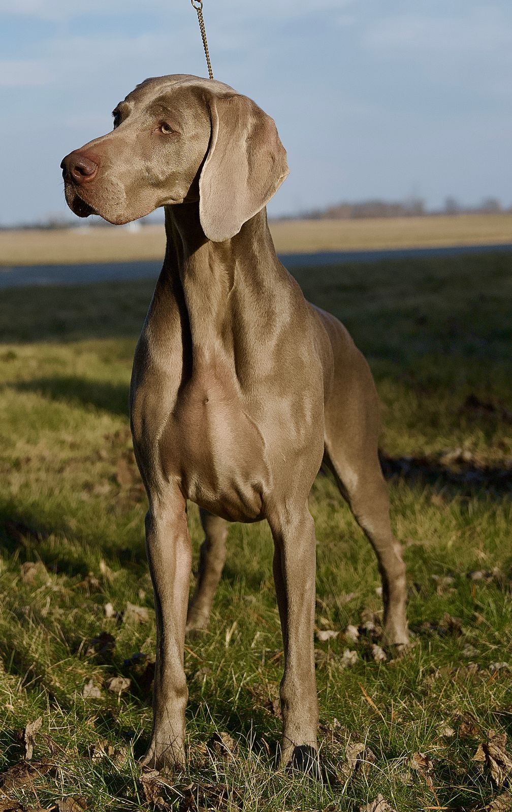 Breica Weimaraners Our Girls