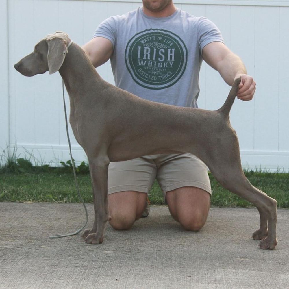 Breica weimaraners hot sale