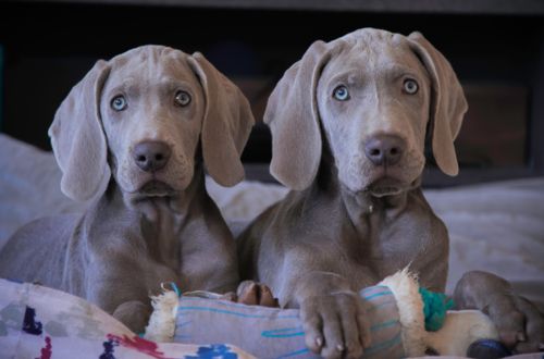 Breica weimaraners best sale