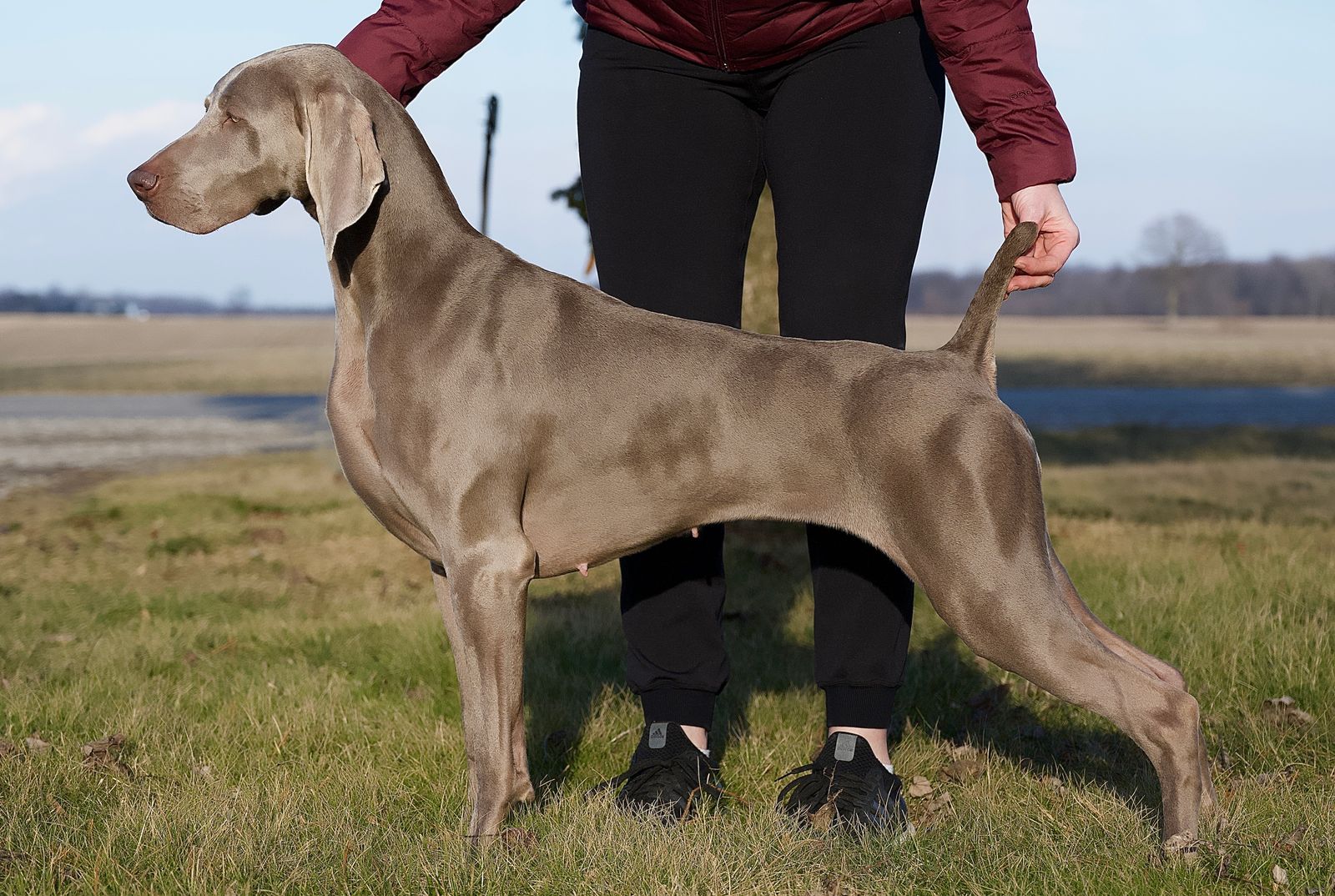 Breica weimaraners hot sale