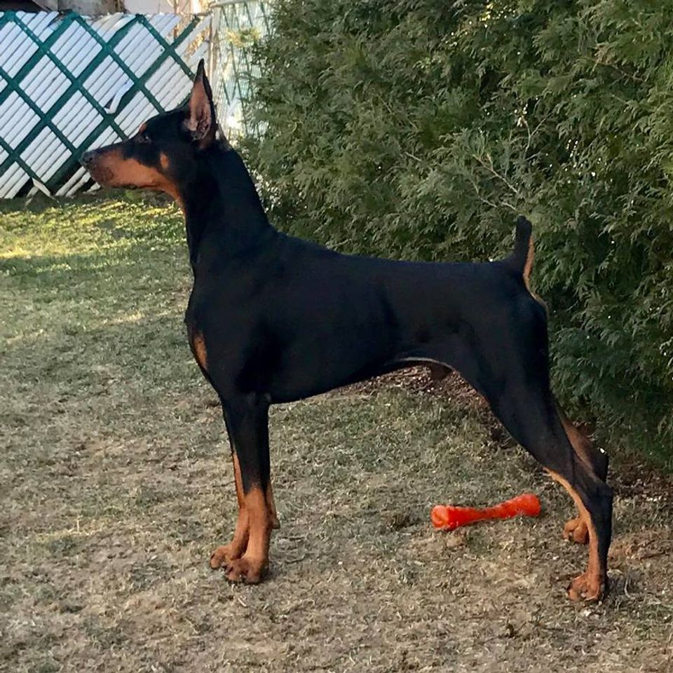 PORTER×B印 YOSHIDA DOBERMAN BOSTON 61AVERMYwWL.jpg