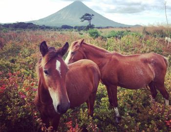 "Neigh"bours
