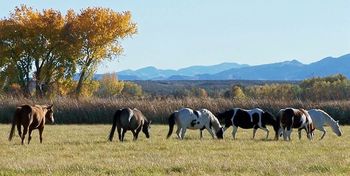 Out to pasture.
