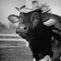 Songs Fer Bessie by Cell Block Earl & The Cowtippers