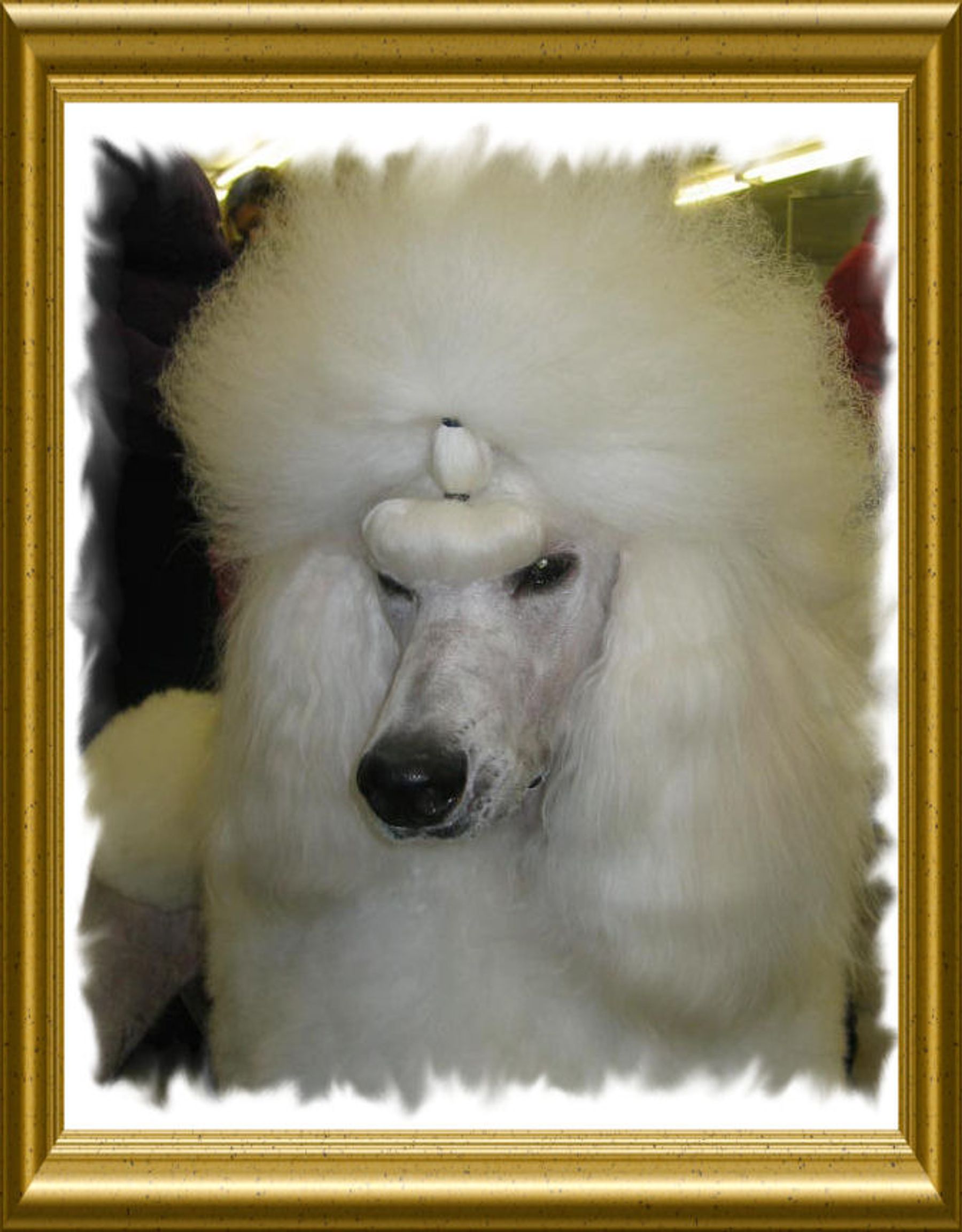 Harmony miniature clearance poodles