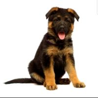AKC Puppy Deposit - Full Breeding Rights
