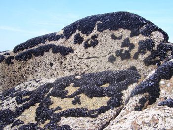 Mussels at Carrickfin, Co Donegal, Ireland
