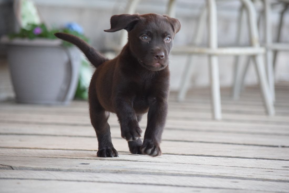 Lots of energy running and playing!
