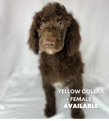 Yellow Collar Female - Available
