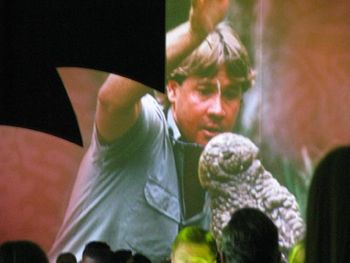 STEVE IRWIN ON THE BIG SCREEN @ DALE'S PRIVATE FUNCTION performance - THE ROCKS, SYDNEY
