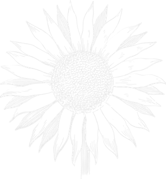 Illustration of a Sunflower