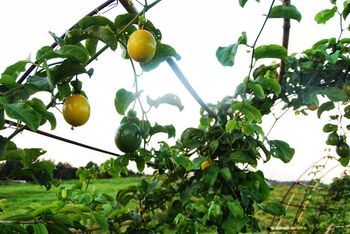 lilikoi fruit
