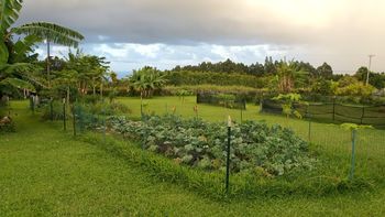 Mark and Martin's garden full of kale
