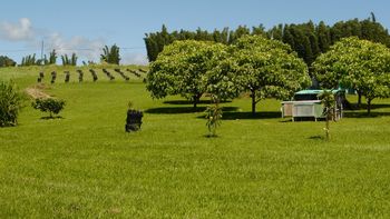 kukui forest with cacao crop rows in the distance
