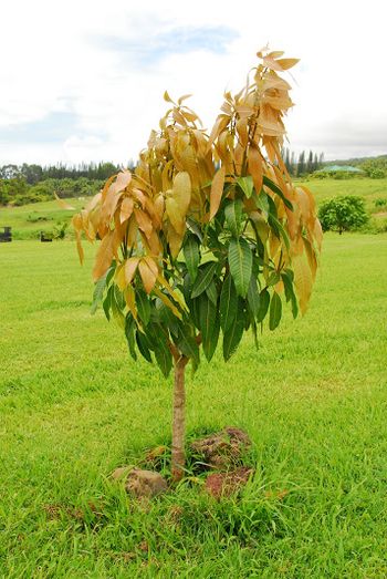 Mango tree---YUM!
