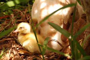 momma and baby ducks
