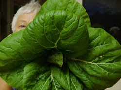 bok choi
