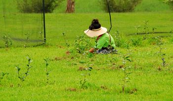 weeding 200 tea plants
