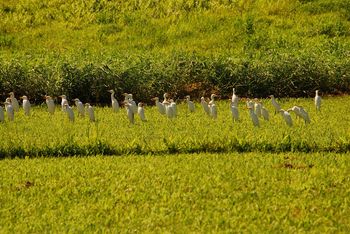 cow egrets
