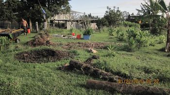 planting native plants with Junie
