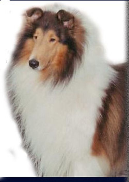 Riverrun collies best sale