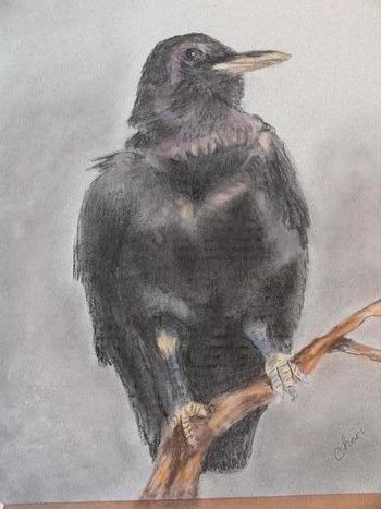 Crow Pastel 9" x 12"
