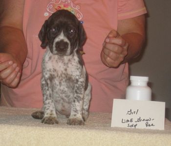 Green Girl 5 wks old Sold to Rae
